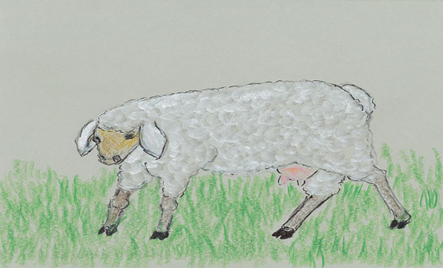 Delfina Tomassini, Sheep Drawing