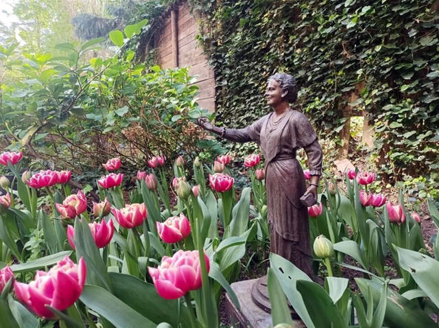 Tulips in bloom in AMI's garden by statue of Maria Montessori